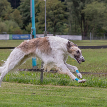 WindHund-Rennverein_Staufen_Training_2020-09-06-6495